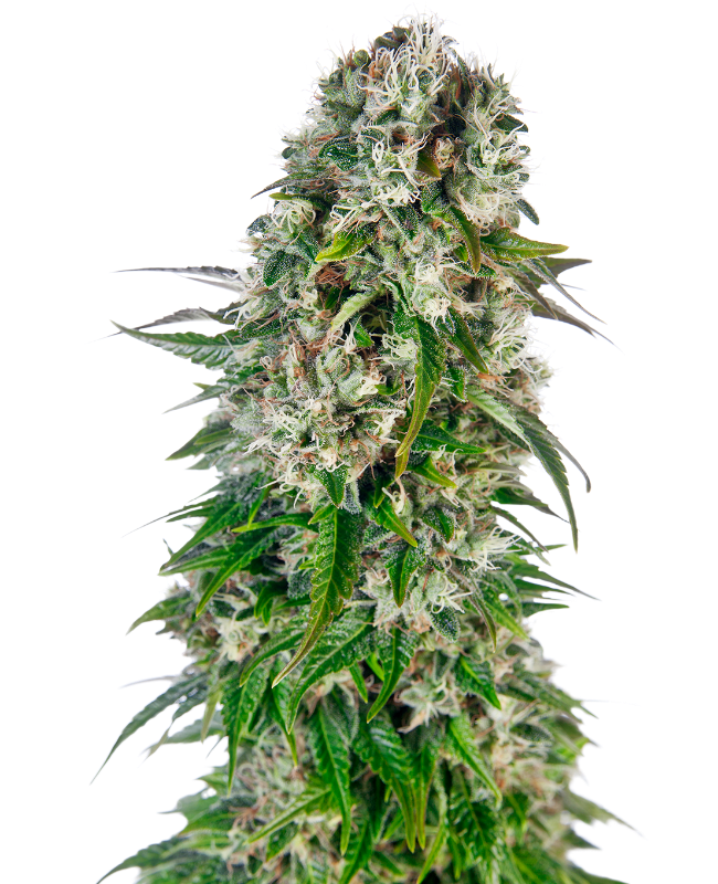 SensiSeeds Big Bud Automatic Hanfsamen