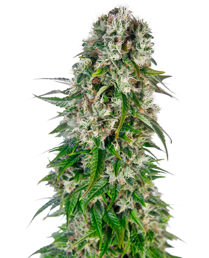 SensiSeeds Big Bud Automatic Hanfsamen