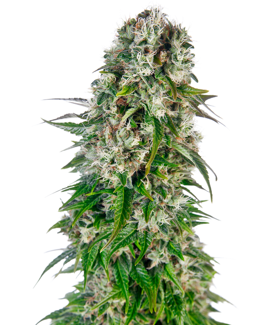 SensiSeeds Big Bud Automatic Hanfsamen