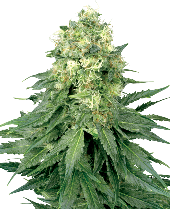 White Label White Widow Feminisierte Hanfsamen