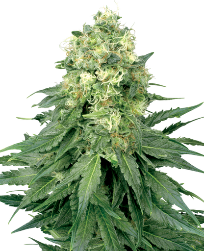 White Label White Widow Feminisierte Hanfsamen