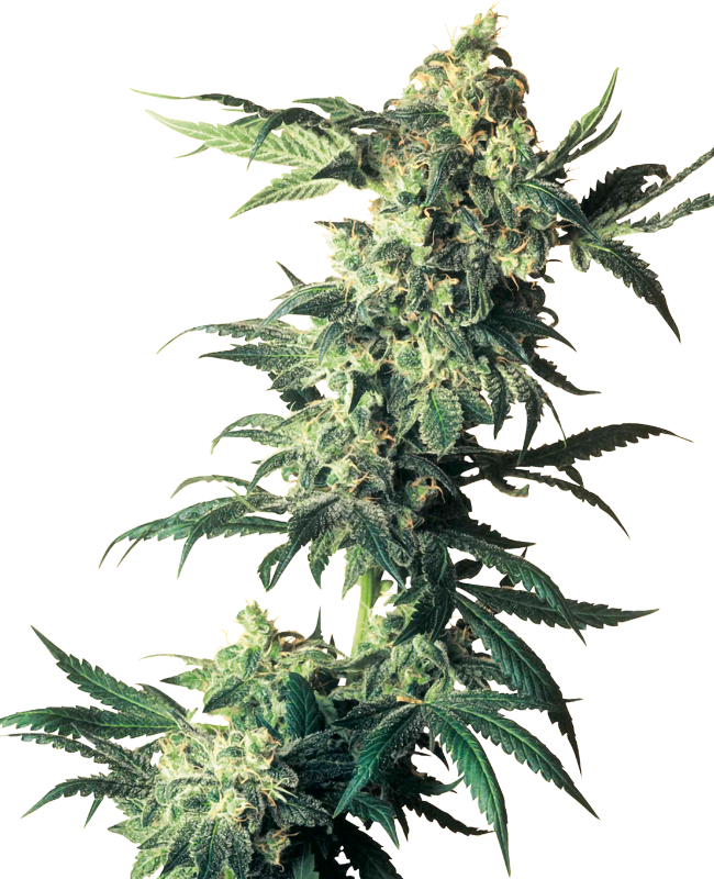 SensiSeeds Northern Lights Feminisierte Hanfsamen