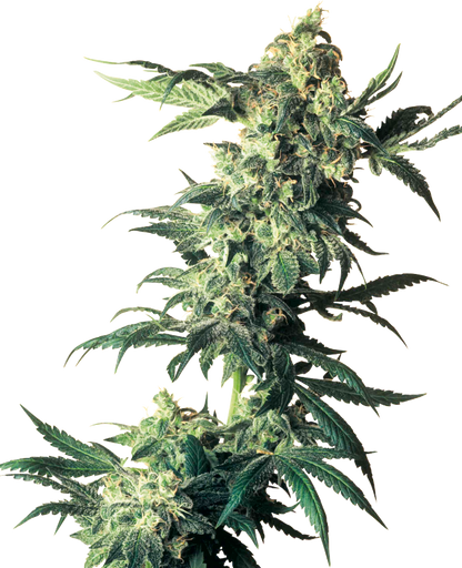 SensiSeeds Northern Lights Feminisierte Hanfsamen