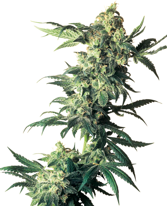 SensiSeeds Northern Lights Feminisierte Hanfsamen