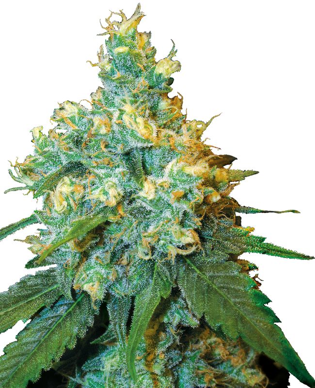 SensiSeeds Jack Herer® Feminisierte Hanfsamen