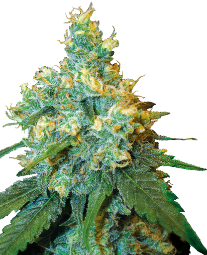 SensiSeeds Jack Herer® Feminisierte Hanfsamen