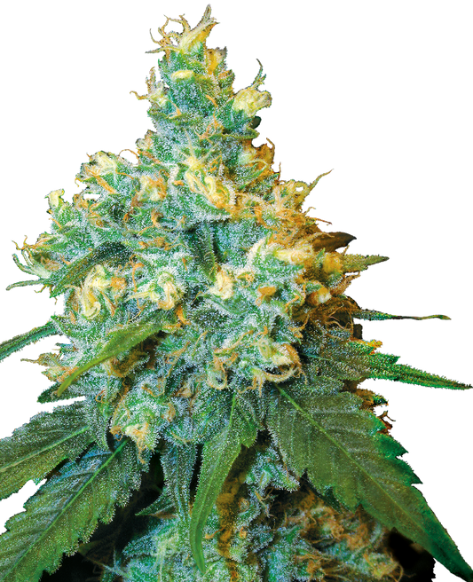 SensiSeeds Jack Herer® Feminisierte Hanfsamen