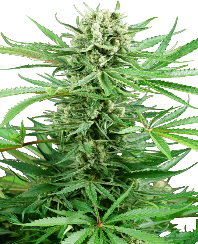 SensiSeeds Papi Chulo OG Feminisierte Hanfsamen