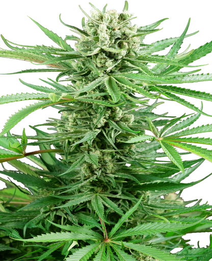 SensiSeeds Papi Chulo OG Feminisierte Hanfsamen