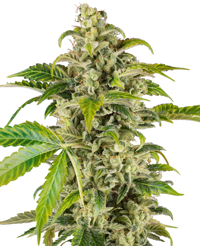 SensiSeeds Sweet & Sour Cream Automatic Hanfsamen