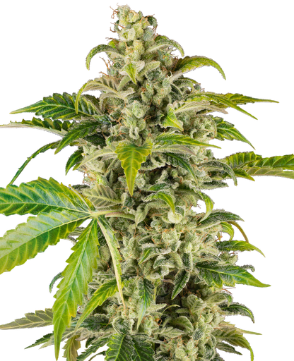 SensiSeeds Sweet & Sour Cream Automatic Hanfsamen