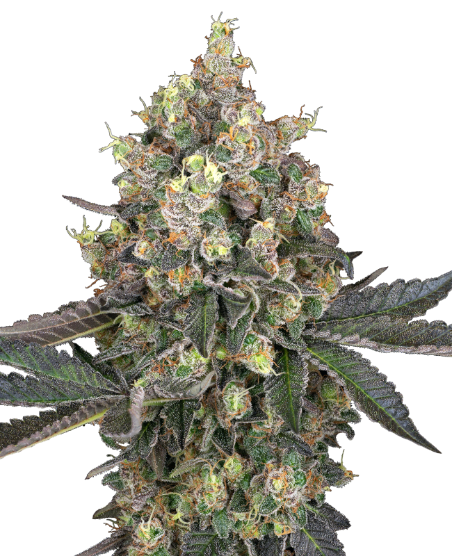 White Label Sweet Berry Breeze Feminisierte Hanfsamen