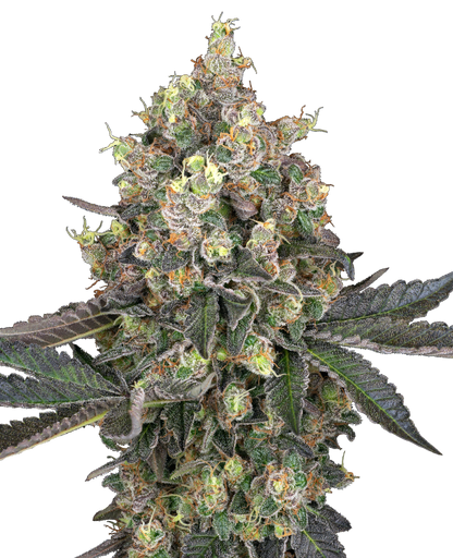 White Label Sweet Berry Breeze Feminisierte Hanfsamen