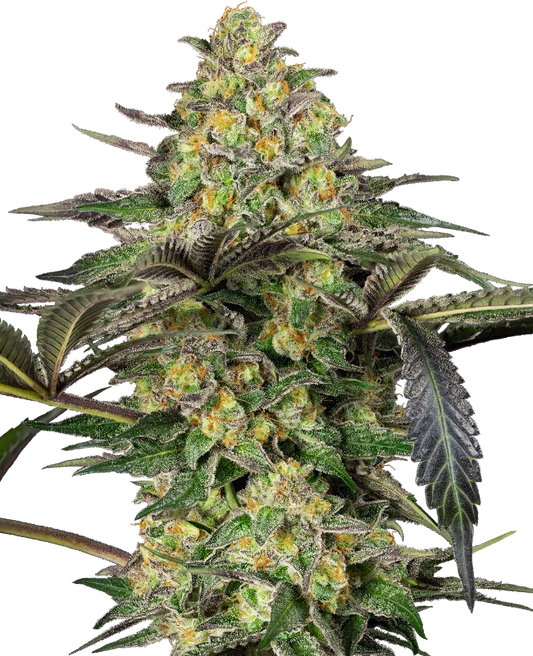 SensiSeeds Grapevine Candy Feminisierte Hanfsamen