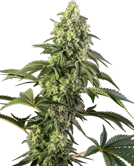 SensiSeeds Cosmic Kiss Feminisierte Hanfsamen