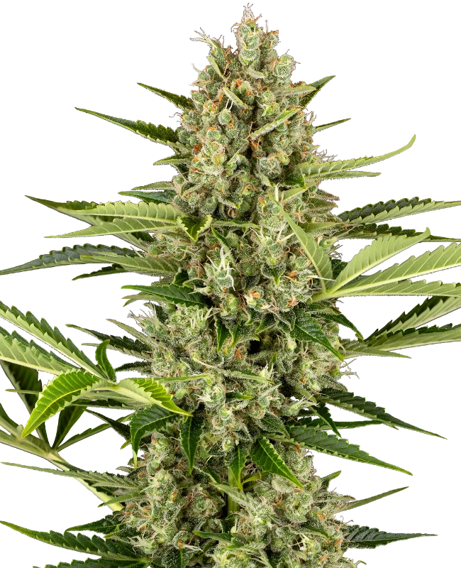 SensiSeeds Jack Herer Automatic Hanfsamen