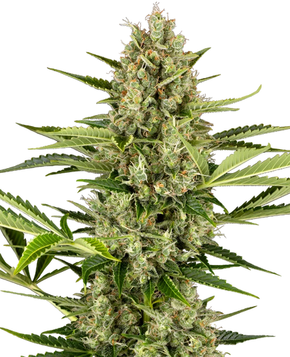 SensiSeeds Jack Herer Automatic Hanfsamen