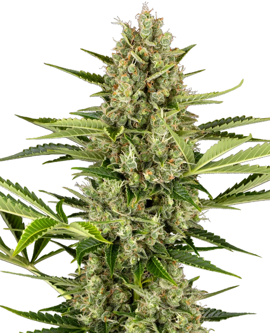 SensiSeeds Jack Herer Automatic Hanfsamen