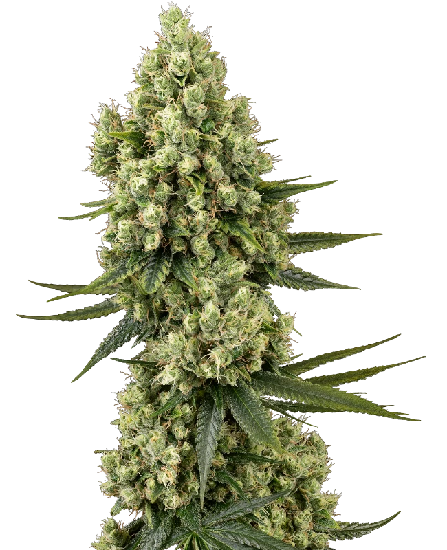 SensiSeeds Silver Fire Feminisierte Hanfsamen