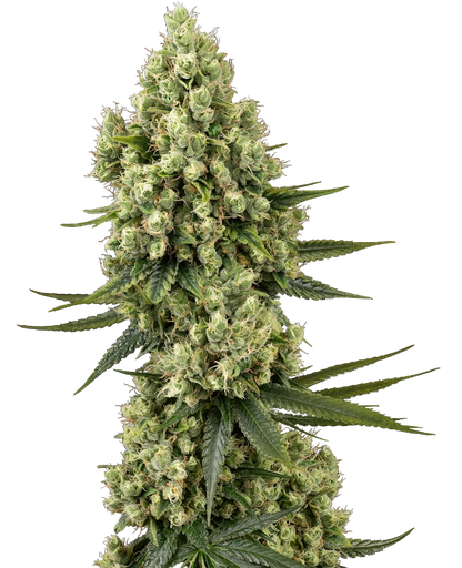 SensiSeeds Silver Fire Feminisierte Hanfsamen