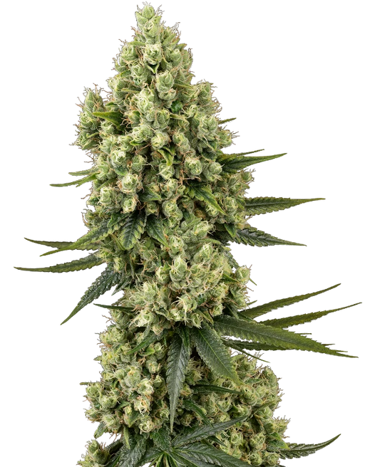 SensiSeeds Silver Fire Feminisierte Hanfsamen