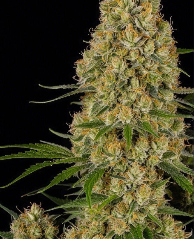 hanfnah JUICY BIG ORANGE Automatic Blüte