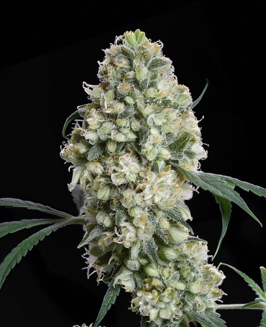 hanfnah LEGENDS BUD Regular Cannabis Samen