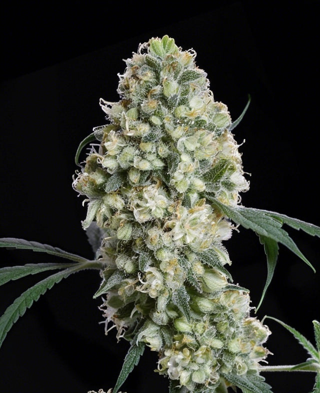 hanfnah LEGENDS BUD Regular Cannabis Samen