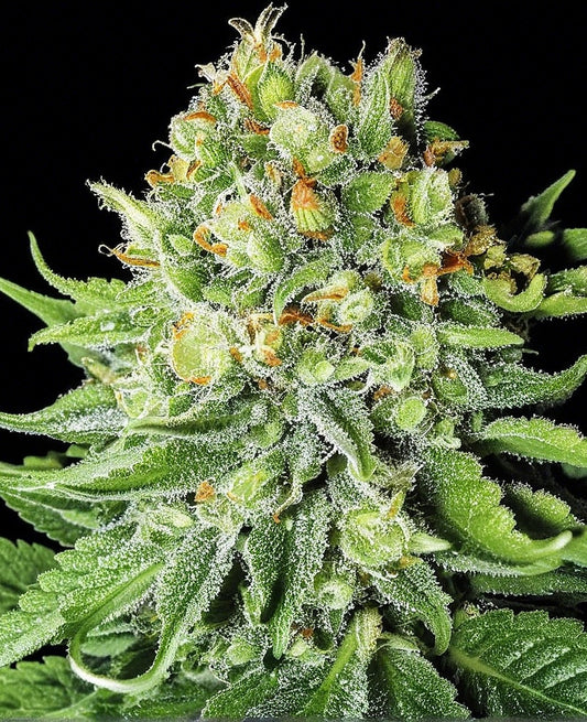 hanfnah NORTHERN LIGHTS Automatic Cannabis Samen