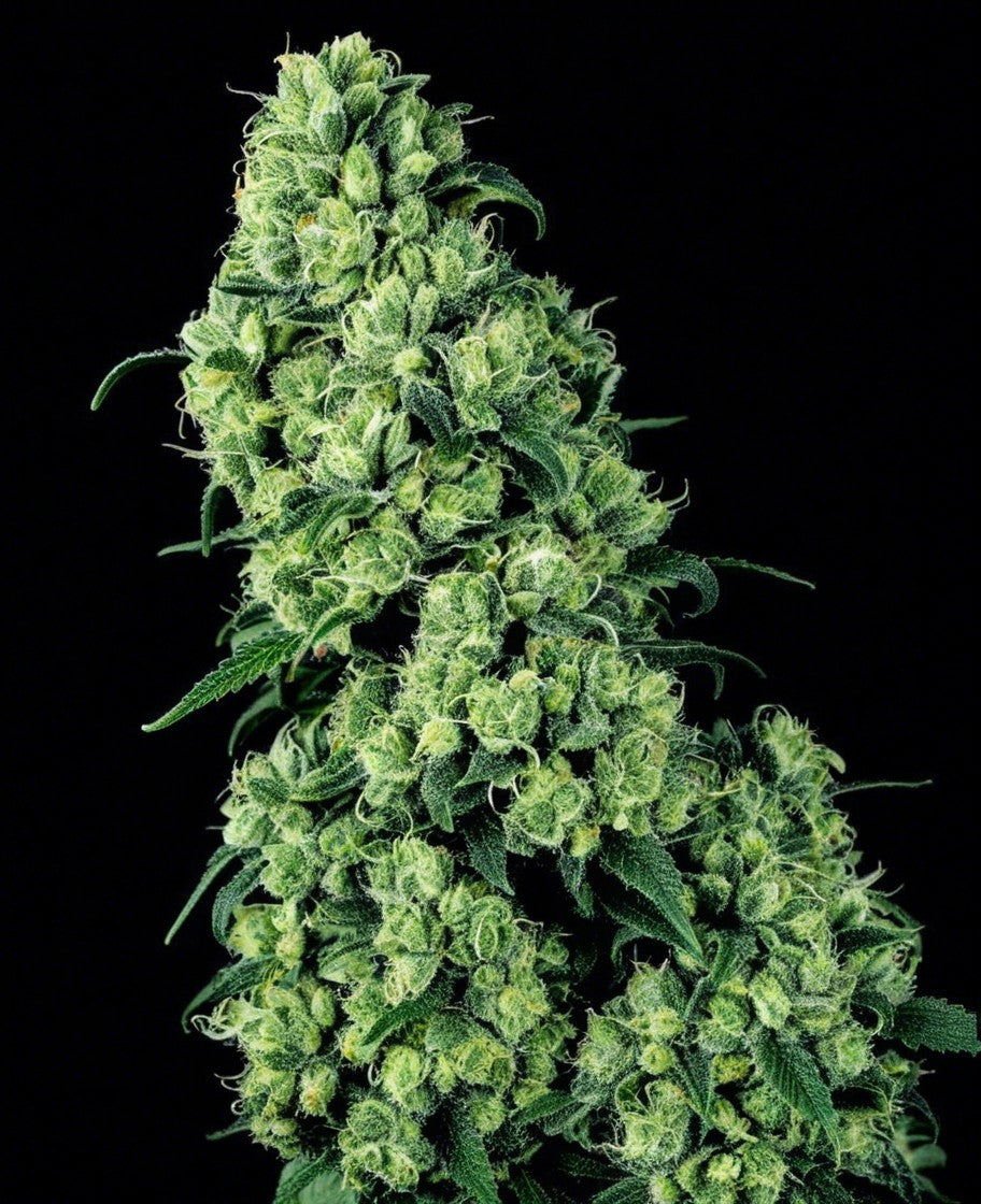 hanfnah SKUNK Feminisiert Cannabis Samen