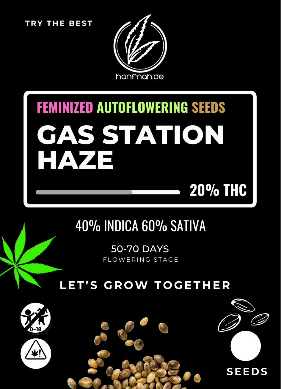 hanfnah GAS STATION HAZE Automatic Cannabis Samen
