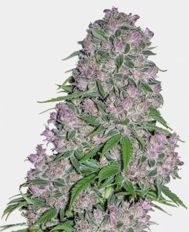 hanfnah PURPLE BLAZE Feminisierte Cannabis Samen